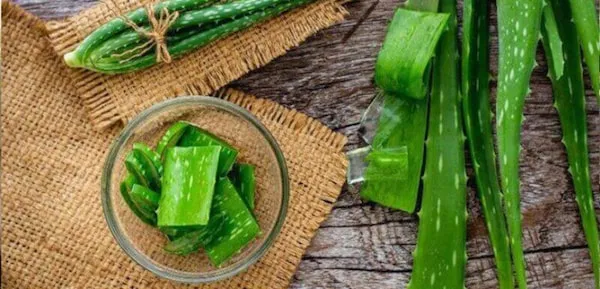 خرید و قیمت روز گیاه آلوئه ورا خوراکی