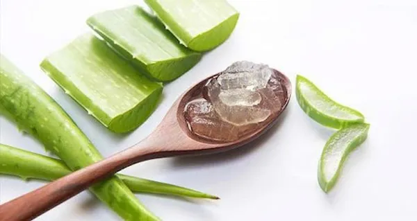 خرید و قیمت روز گیاه آلوئه ورا خوراکی