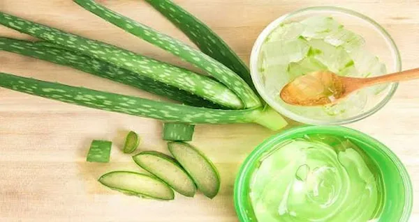 خرید و قیمت روز گیاه آلوئه ورا خوراکی